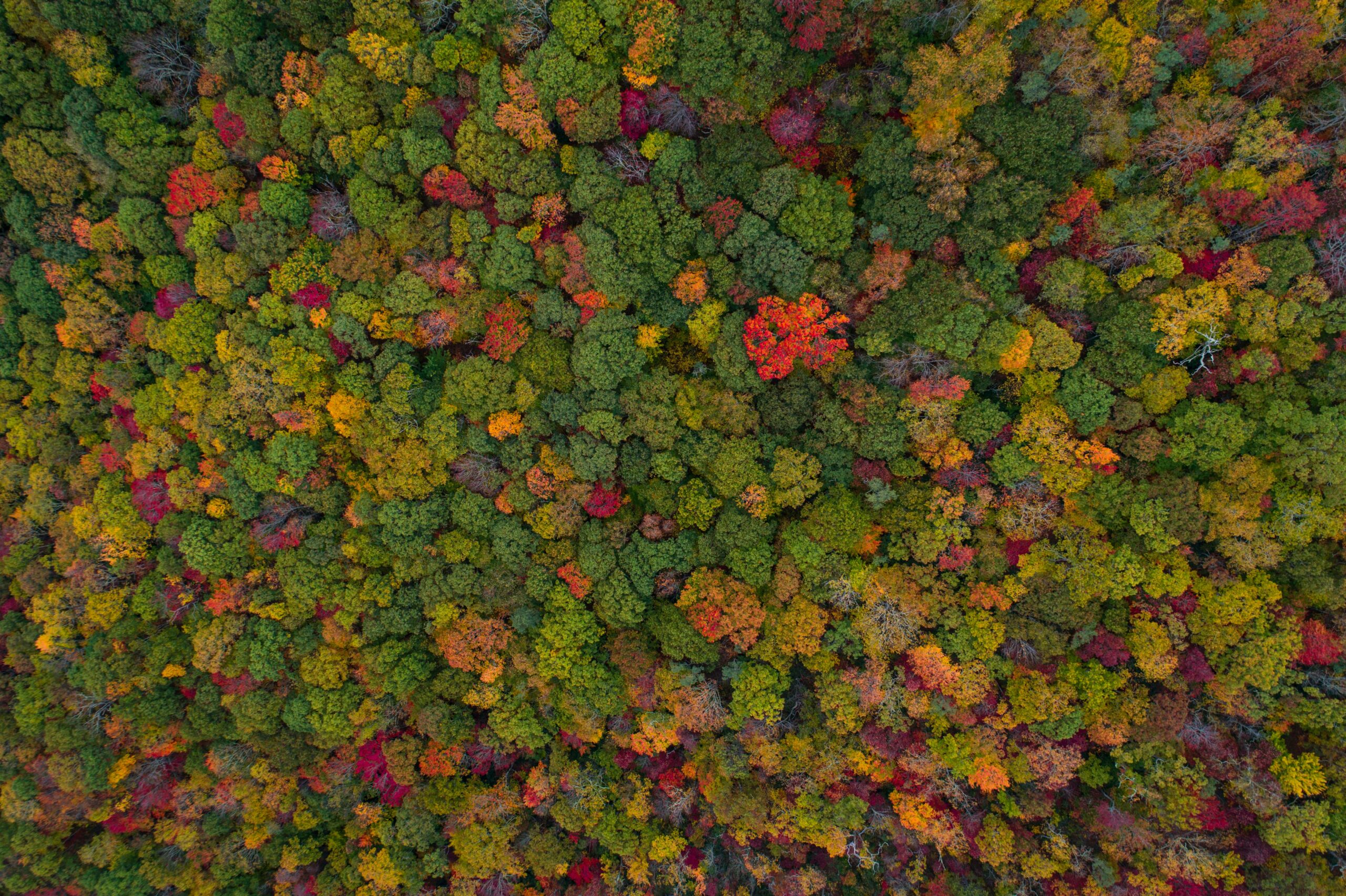 Sustainability & Responsibility